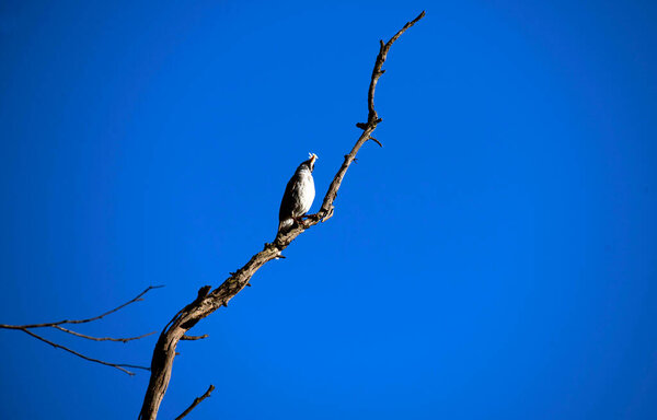 Взрослый австралийский шумовой шахтер (Manorina melanocephala), перевозящий пищу для несовершеннолетних в Сиднее, NSW, Австралия (фото Тары Чанд Малхотра))
