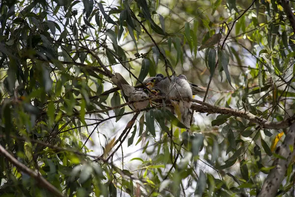 Yetişkin bir Avustralyalı Gürültücü Madenci (Manorina melanocephala) Sydney, NSW, Avustralya 'da bir ağaca tüneyerek yavruları beslerken (Fotoğraf: Tara Chand Malhotra)