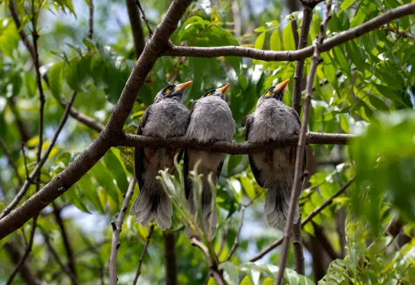 Sydney, NSW, Avustralya 'da (Fotoğraf: Tara Chand Malhotra) bir ağaç dalına tüneyen üç genç Avustralyalı gürültücü madenci (Manorina melanocephala))