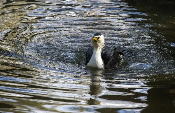 Küçük bir Pied Cormorant (Microcarbo melanoleucos) Sydney 'deki bir vahşi yaşam parkında yüzer; NSW; Avustralya (Fotoğraf: Tara Chand Malhotra)