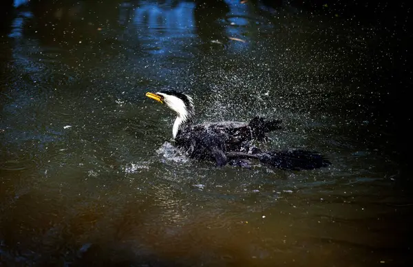 Küçük bir Pied Cormorant (Microcarbo melanoleucos) Sydney 'deki bir vahşi yaşam parkında sırtına su sıçratır; NSW; Avustralya (Fotoğraf: Tara Chand Malhotra)