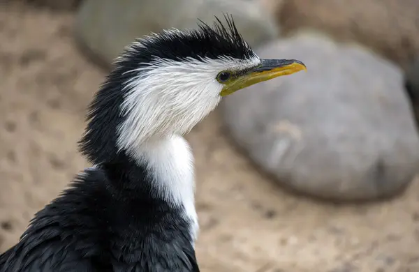 Sydney 'de bir Vahşi Yaşam Parkı' nda (Microcarbo melanoleucos) Küçük Pied Karabatağı 'nın (Microcarbo melanoleucos) yakın çekimi; NSW; Avustralya (Fotoğraf: Tara Chand Malhotra)