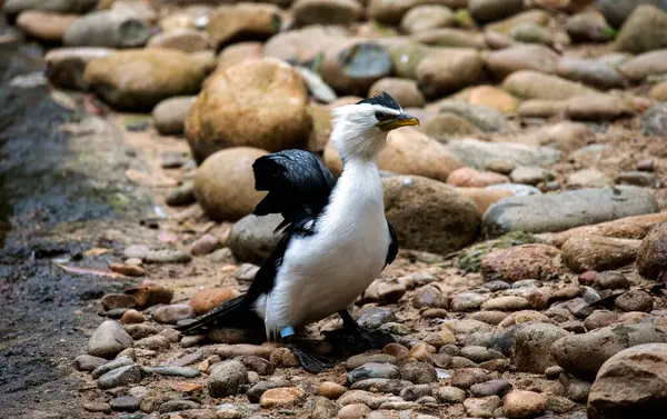 Sydney 'de bir Vahşi Yaşam Parkı' nda (Microcarbo melanoleucos) Küçük Pied Karabatağı 'nın (Microcarbo melanoleucos) yakın çekimi; NSW; Avustralya (Fotoğraf: Tara Chand Malhotra)