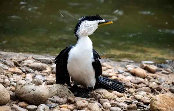 Sydney 'de bir Vahşi Yaşam Parkı' nda (Microcarbo melanoleucos) Küçük Pied Karabatağı 'nın (Microcarbo melanoleucos) yakın çekimi; NSW; Avustralya (Fotoğraf: Tara Chand Malhotra)