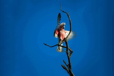 Bir Avustralyalı Galah (Eolophus roseicapilla) Sydney, NSW Avustralya 'da bir ağaç dalına tüneyerek kanatlarını açar (Fotoğraf: Tara Chand Malhotra)