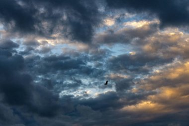 Sydney, New South Wales, Avustralya 'da gökyüzünde kümülüs bulutları. Fotoğraf: Tara Chand Malhotra)