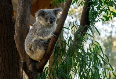 Bir koala (Phascolarctos cinereus) Sydney, Yeni Güney Galler, Avustralya 'da bir ağaca tünemiştir (Fotoğraf: Tara Chand Malhotra)