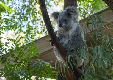 Bir koala (Phascolarctos cinereus) Sydney, Yeni Güney Galler, Avustralya 'da bir ağaca tünemiştir (Fotoğraf: Tara Chand Malhotra)