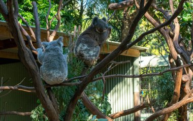 İki koala (Phascolarctos cinereus) Sydney, Yeni Güney Galler, Avustralya 'da bir ağaca tünemiştir (Fotoğraf: Tara Chand Malhotra)