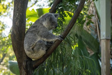 Bir koala (Phascolarctos cinereus) Sydney, Yeni Güney Galler, Avustralya 'da bir ağaca tünemiştir (Fotoğraf: Tara Chand Malhotra)
