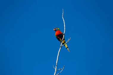 Bir Gökkuşağı Lorikeet (Trichoglossus moluccanus) Sydney, Yeni Güney Galler 'de kuru bir ağaç dalına tünemiştir (Fotoğraf: Tara Chand Malhotra)
