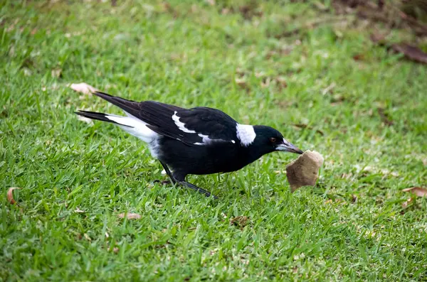 Bir Avustralya saksağanı (Gymnorhina tibicen) Sidney, Yeni Güney Galler 'de yol kenarında bir parça yastık köpüğüyle oynar (Fotoğraf: Tara Chand Malhotra)