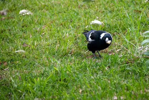 Avustralya 'da Sydney, Yeni Güney Galler' de (Fotoğraf: Tara Chand Malhotra) bir parkta gagasında yiyecek tutan bir Avustralya saksağanı (Gymnorhina tibicen).)