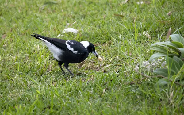 Avustralya 'da Sydney, Yeni Güney Galler' de (Fotoğraf: Tara Chand Malhotra) bir parkta gagasında yiyecek tutan bir Avustralya saksağanı (Gymnorhina tibicen).)