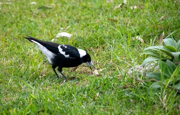 Avustralya 'da Sydney, Yeni Güney Galler' de (Fotoğraf: Tara Chand Malhotra) bir parkta gagasında yiyecek tutan bir Avustralya saksağanı (Gymnorhina tibicen).)
