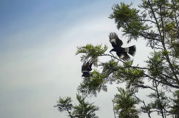 İki Avustralya saksağanı (Gymnorhina tibicen) Sydney, Yeni Güney Galler 'deki bir ağaç dalından havalanır (Fotoğraf: Tara Chand Malhotra)