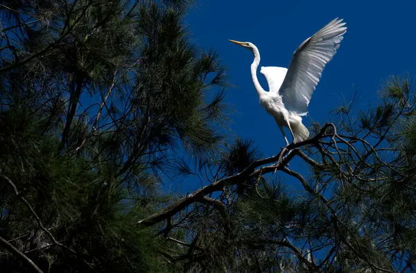 Bir Egret (Ardea alba), Sydney, New South Wales, Avustralya (Fotoğraf: Tara Chand Malhotra)