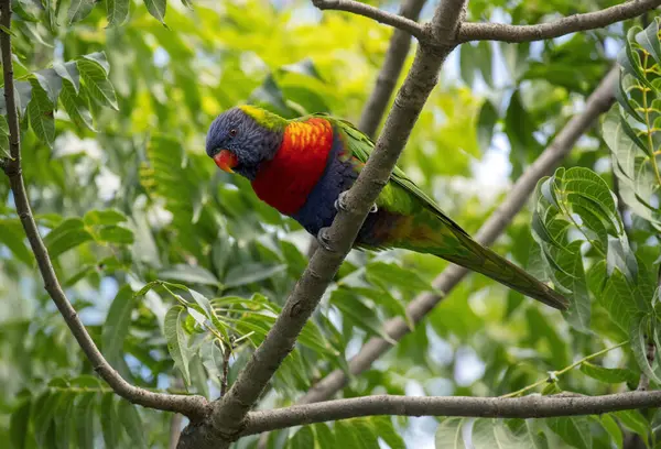 Sydney, NSW, Avustralya 'da (Fotoğraf: Tara Chand Malhotra) bir ağaç dalına tünemiş Gökkuşağı Lorikeet (Trichoglossus moluccanus))