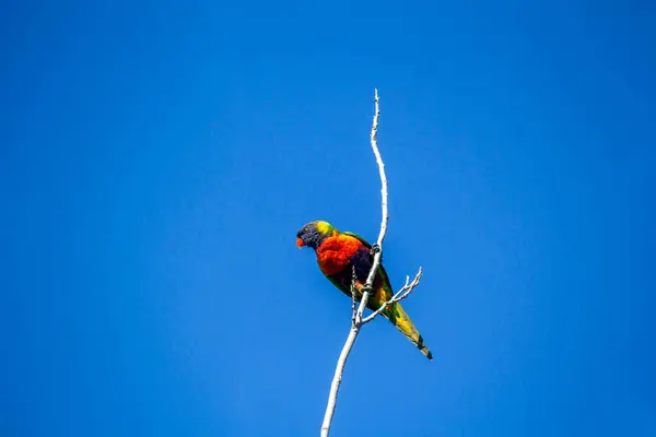 Bir Gökkuşağı Lorikeet (Trichoglossus moluccanus) Sydney, Yeni Güney Galler 'de kuru bir ağaç dalına tünemiştir (Fotoğraf: Tara Chand Malhotra)