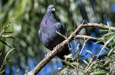 Kaya Güvercini (Columba livia) Sydney, New South Wales, Avustralya 'daki bir vahşi yaşam parkında bir ağaç gövdesinde (Fotoğraf: Tara Chand Malhotra)