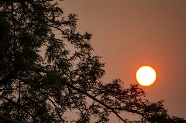 Sydney, New South Wales, Avustralya 'da (Fotoğraf: Tara Chand Malhotra)