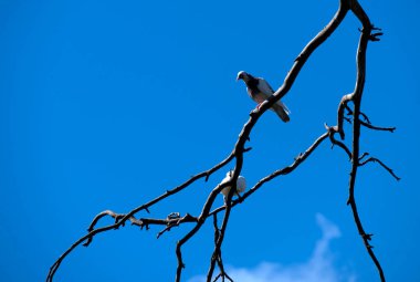 İki Kaya Güvercini (Columba livia) Sydney, New South Wales, Avustralya 'daki bir vahşi yaşam parkında bir ağaç dalında (Fotoğraf: Tara Chand Malhotra)
