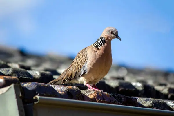 Bir benekli güvercin (Spilopelia chinensis) Sydney 'de bir eve tünedi; NSW; Avustralya (Fotoğraf: Tara Chand Malhotra)