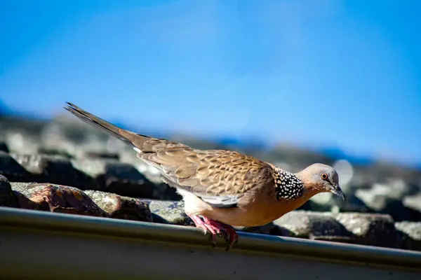 Bir benekli güvercin (Spilopelia chinensis) Sydney 'de bir çite tünedi; NSW; Avustralya (Fotoğraf: Tara Chand Malhotra)