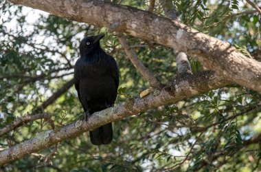 Bir Avustralya kuzgunu (Corvus coronoides) Sydney, NSW, Avustralya 'da bir ağaç gövdesine tünemiştir (Fotoğraf: Tara Chand Malhotra)