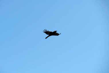 Sidney, NSW, Avustralya 'da gökyüzünde uçan bir Avustralya kuzgunu (Fotoğraf: Tara Chand Malhotra)