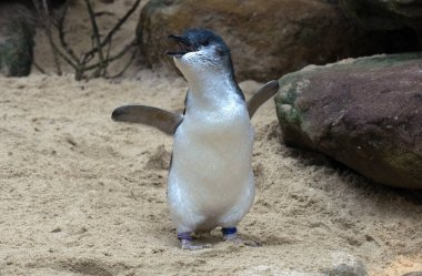 Bir Küçük Mavi Penguen (Eudyptula minor) bir Vahşi Yaşam Parkı, New South Wales, Avustralya 'da (Fotoğraf Tara Chand Malhotra)