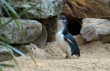 Bir Küçük Mavi Penguen (Eudyptula minor) bir Vahşi Yaşam Parkı, New South Wales, Avustralya 'da (Fotoğraf Tara Chand Malhotra)
