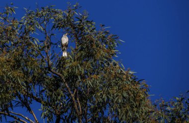 Bir Avustralyalı Gürültücü Madenci (Manorina melanocephala) Sydney, NSW, Avustralya 'da bir ağaç dalına tünemiştir (Fotoğraf: Tara Chand Malhotra)