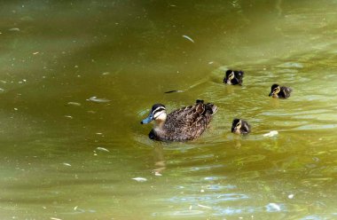 Bir Pasifik Kara Ördeği (Anas supercilios) Sydney, New South Wales, Avustralya 'da bir vahşi yaşam parkında piliçlerle birlikte yüzer (Fotoğraf: Tara Chand Malhotra)