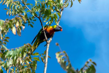 Sydney, NSW, Avustralya 'da (Fotoğraf: Tara Chand Malhotra) bir ağaç dalına tünemiş Gökkuşağı Lorikeet (Trichoglossus moluccanus))