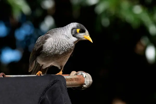 Sydney, NSW, Avustralya 'da (Fotoğraf: Tara Chand Malhotra) Avustralyalı Gürültücü Minör (Manorina melanocephala))