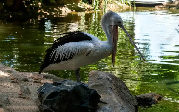 Sidney, New South Wales, Avustralya 'daki bir vahşi yaşam parkında (Fotoğraf: Tara Chand Malhotra) bir Avustralya Pelikanı' na (Pelecanus conspicillatus) yakın plan)