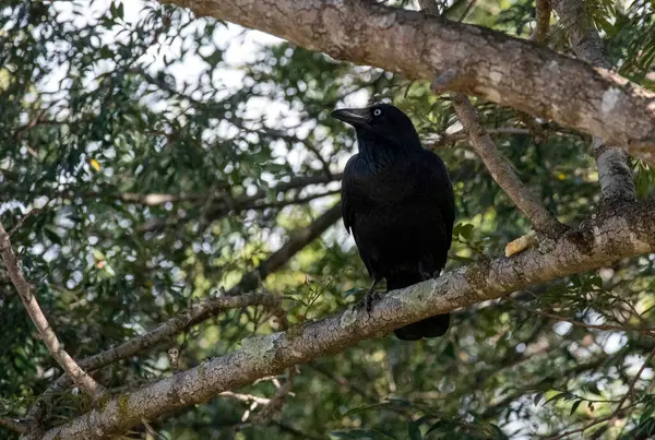 Bir Avustralya kuzgunu (Corvus coronoides) Sydney, NSW, Avustralya 'da bir ağaç gövdesine tünemiştir (Fotoğraf: Tara Chand Malhotra)