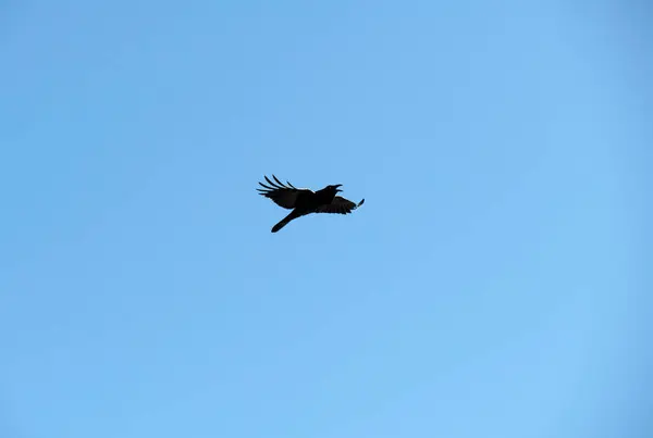 Sidney, NSW, Avustralya 'da gökyüzünde uçan bir Avustralya kuzgunu (Fotoğraf: Tara Chand Malhotra)