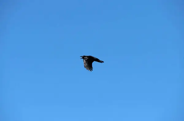 Sidney, NSW, Avustralya 'da gökyüzünde uçan bir Avustralya kuzgunu (Fotoğraf: Tara Chand Malhotra)