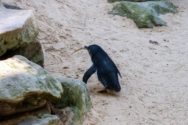 Küçük Mavi Penguen (Eudyptula minor) Sydney, NSW, Avustralya 'daki bir vahşi yaşam parkında yuva malzemesi topluyor.)