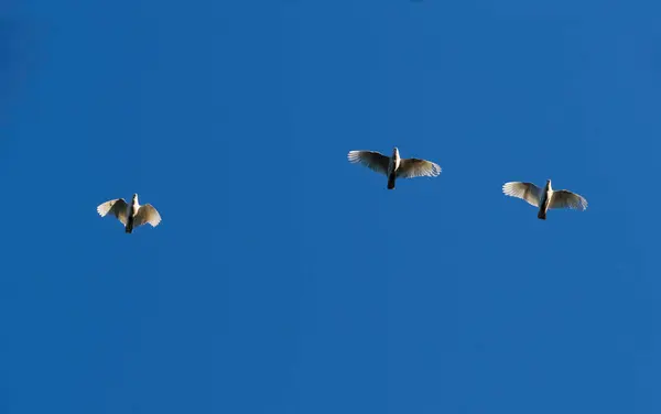 Sydney, NSW, Avustralya 'da gökyüzünde uçan üç Küçük Corella (Cacatua sanginea) (Fotoğraf: Tara Chand Malhotra)