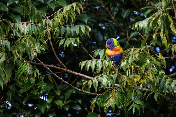 Sydney, NSW, Avustralya 'da (Fotoğraf: Tara Chand Malhotra) bir ağaç dalına tünemiş Gökkuşağı Lorikeet (Trichoglossus moluccanus))