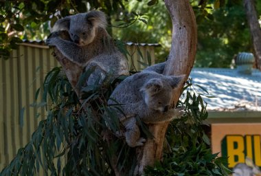Bir çift Koalas (Phascolarctos cinereus) Sydney, NSW, Avustralya 'daki bir vahşi yaşam parkında bir ağaca tünemektedir (Fotoğraf: Tara Chand Malhotra)