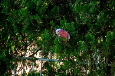 Sidney, NSW, Avustralya 'da (Fotoğraf: Tara Chand Malhotra) bir ağaç dalına tünemiş bir Avustralya Galası (Eolophus roseicapilla))