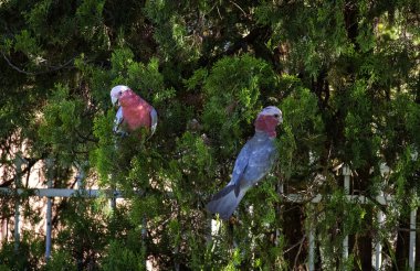 İki Avustralya Galahsı (Eolophus roseicapilla) Sydney, NSW, Avustralya 'da bir ağaç dalına tünemiştir (Fotoğraf: Tara Chand Malhotra)
