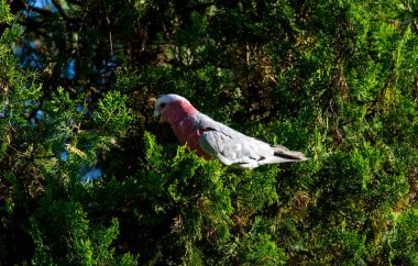 Avustralyalı bir Galah (Eolophus roseicapilla) Sydney, NSW, Avustralya 'da yemyeşil yaprakların arasına tünemiştir (Fotoğraf: Tara Chand Malhotra)