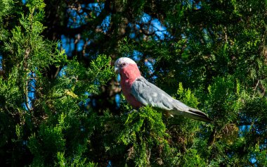 Avustralyalı bir Galah (Eolophus roseicapilla) Sydney, NSW, Avustralya 'da yemyeşil yaprakların arasına tünemiştir (Fotoğraf: Tara Chand Malhotra)