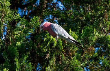 Avustralyalı bir Galah (Eolophus roseicapilla) Sydney, NSW, Avustralya 'da yemyeşil yaprakların arasına tünemiştir (Fotoğraf: Tara Chand Malhotra)