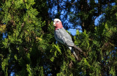 Avustralyalı bir Galah (Eolophus roseicapilla) Sydney, NSW, Avustralya 'da yemyeşil yaprakların arasına tünemiştir (Fotoğraf: Tara Chand Malhotra)